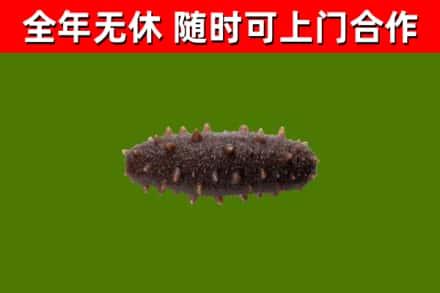 噶尔回收海参干